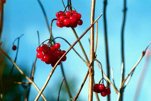 RED BERRIES B